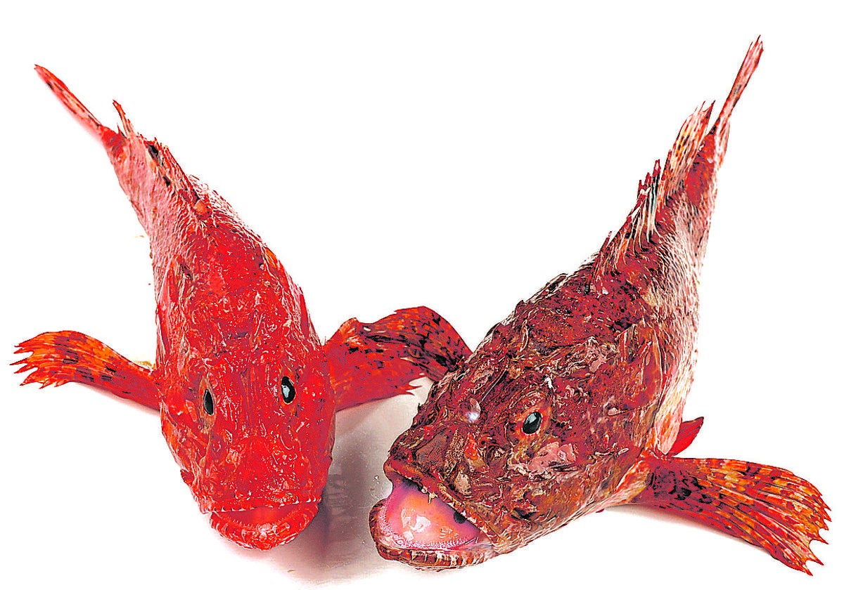 Las múltiples propiedades del cabracho.