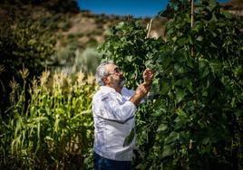 La Cantina de Diego, uno de los lugares donde disfrutar de este manjar.