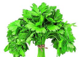 Las propiedades del cilantro que son buenas para tu salud