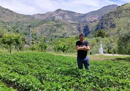 Pepe en la finca junto a las patatas que está cultivando para el restaurante.