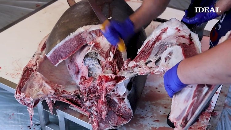 Ronqueo del atún en las III Jornadas del atún rojo del Asador Curro