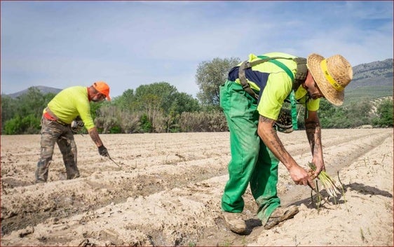 De los espárragos trigueros de Granada al aceite y los aranceles