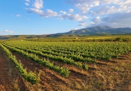 Tradición, innovación y futuro: vino de granada, un vino único