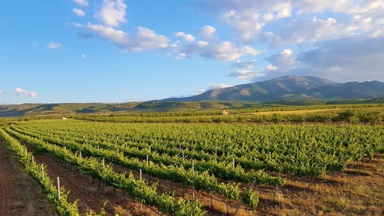 Tradición, innovación y futuro: vino de granada, un vino único