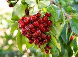 Picotas, las cerezas sin rabito