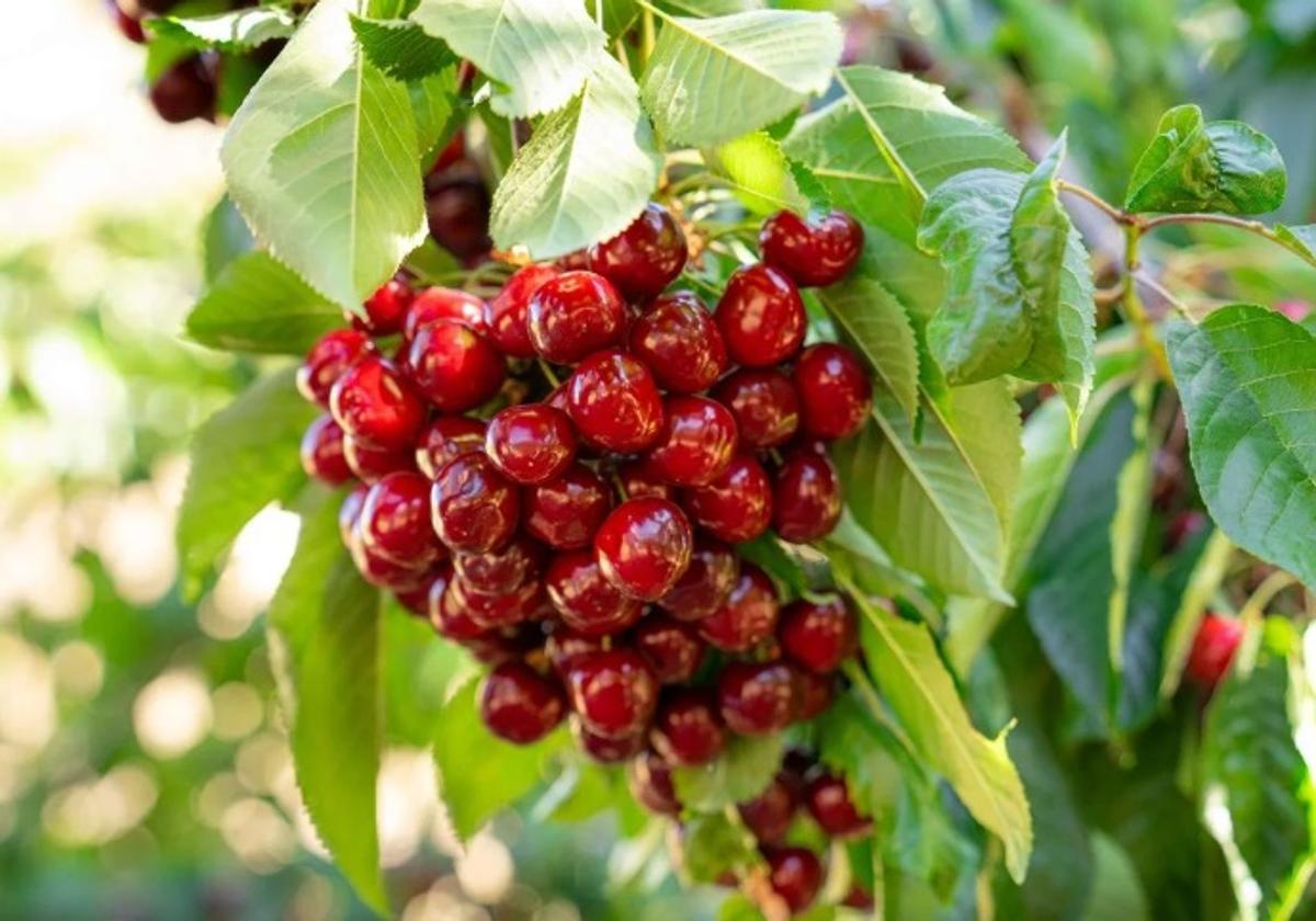 Picotas, las cerezas sin rabito