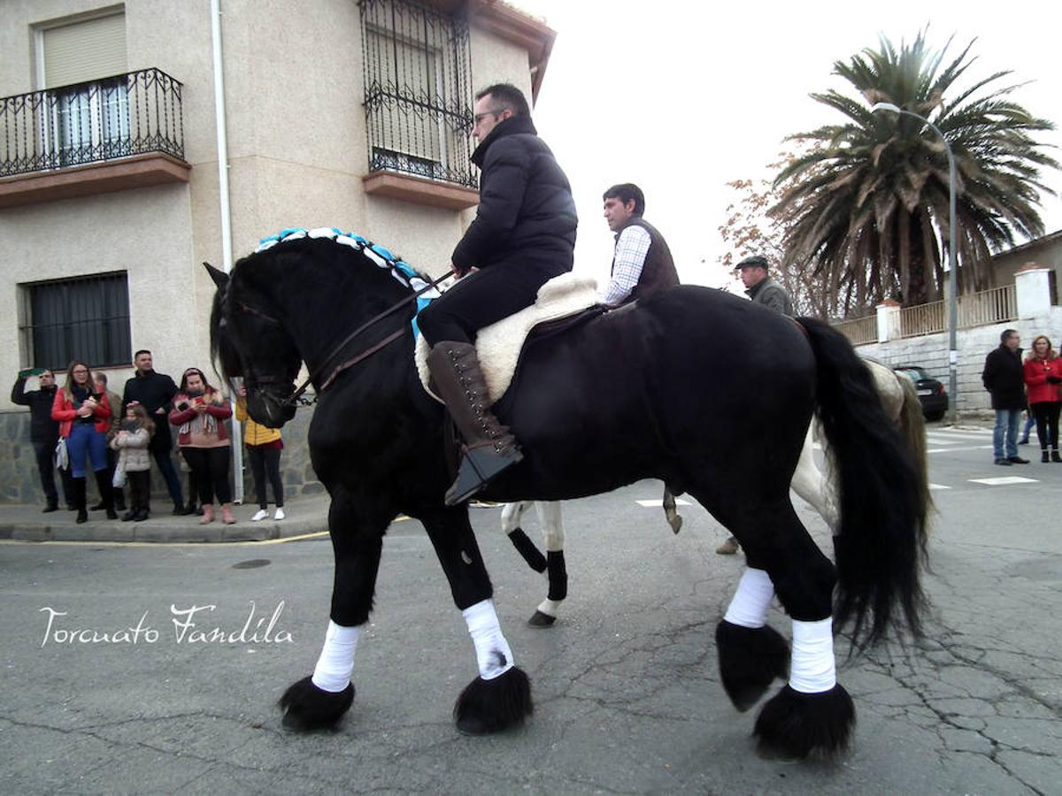 Guadix celebró este fin de semana las fiestas en honor al patrón de los animales, San Antón. La festividad está caracterizada por el consumo de chacinas y vino del país junto a las lumbres en las que se le queman las barbas al santo. El calor de las luminarias, como cada año, era más que necesario. 