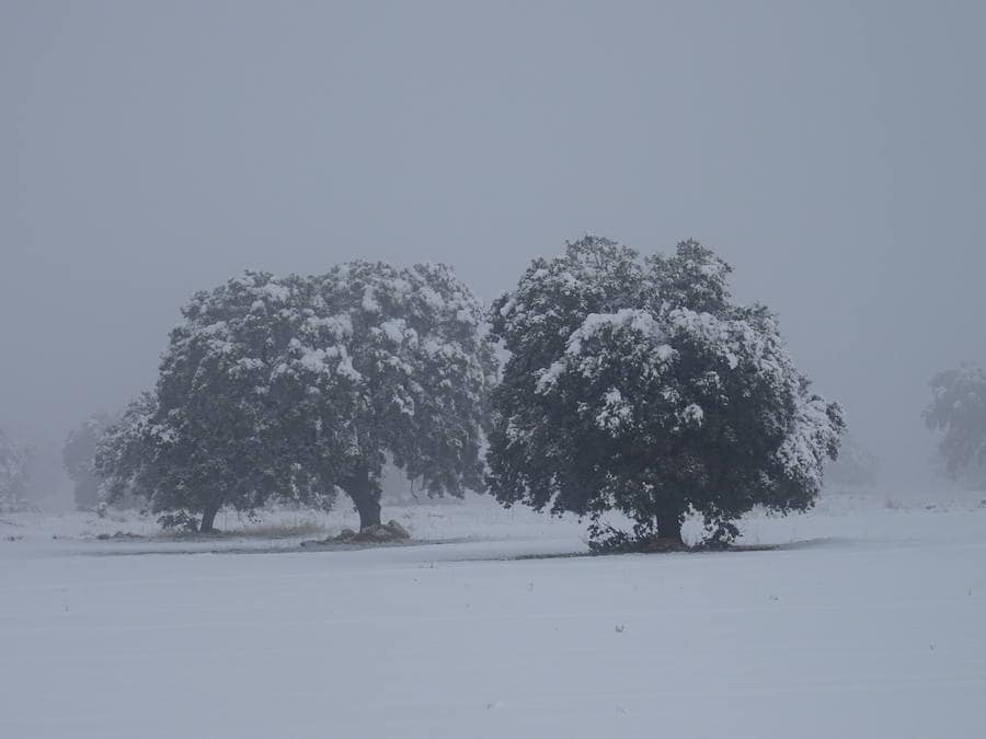 Espectaculares imágenes de este municipio tras la nevada de este domingo