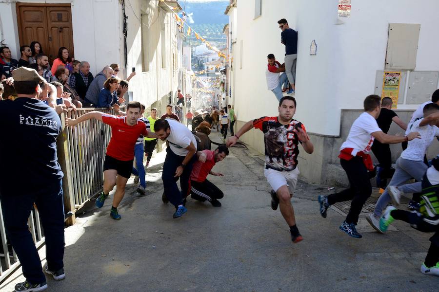 La localidad celebra el primero de los encierros previstos en sus fiestas en honor a la Virgen del Rosario y el Cristo de la Misericordia