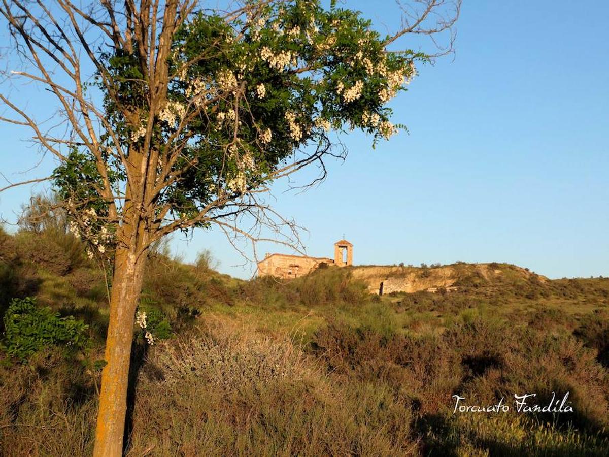 El primero de los actos en honor al patrón de Guadix, la romería de Face Retama, se celebró este sábado 11 de mayo. Como es habitual, la romería contó con un gran número de devotos. Uno de los momentos más emotivos es la procesión de las antorchas.