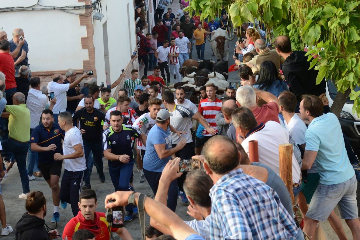 La localidad de Gor ha celebrado el primero de los tres encierros taurinos de las fiestas de San Cayetano. Se han corrido cuatro novillos de la ganadería Astolfi, que esta tarde serán lidiados por los primeros cuatro novilleros que este año aspiran al prestigioso trofeo Almendra de Plata. El encierro ha discurrido con normalidad y no se han tenido que lamentar incidentes de importancia. A juicio de algunos aficionados el paso de los novillos ha sido lento. 