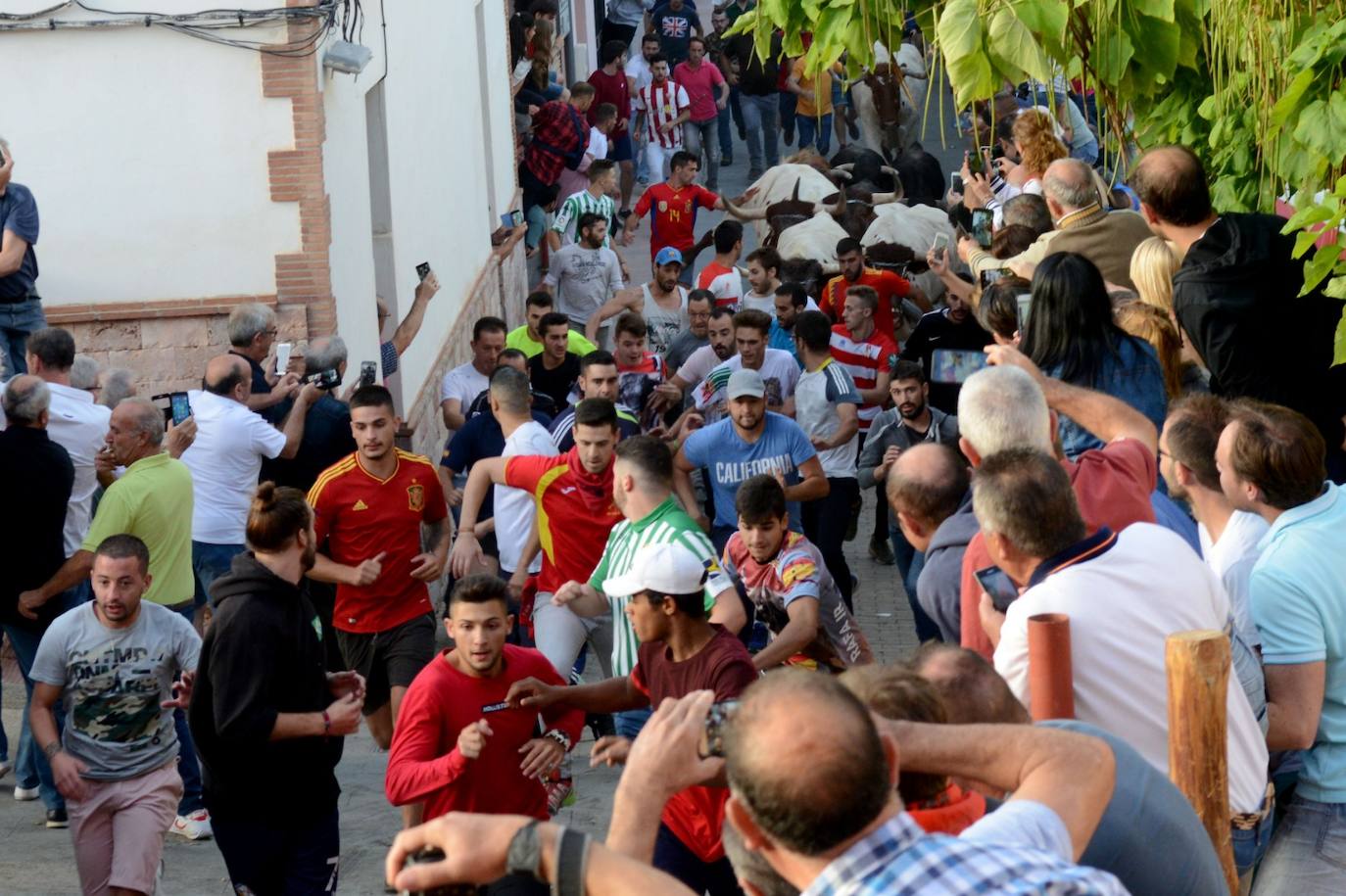 La localidad de Gor ha celebrado el primero de los tres encierros taurinos de las fiestas de San Cayetano. Se han corrido cuatro novillos de la ganadería Astolfi, que esta tarde serán lidiados por los primeros cuatro novilleros que este año aspiran al prestigioso trofeo Almendra de Plata. El encierro ha discurrido con normalidad y no se han tenido que lamentar incidentes de importancia. A juicio de algunos aficionados el paso de los novillos ha sido lento. 