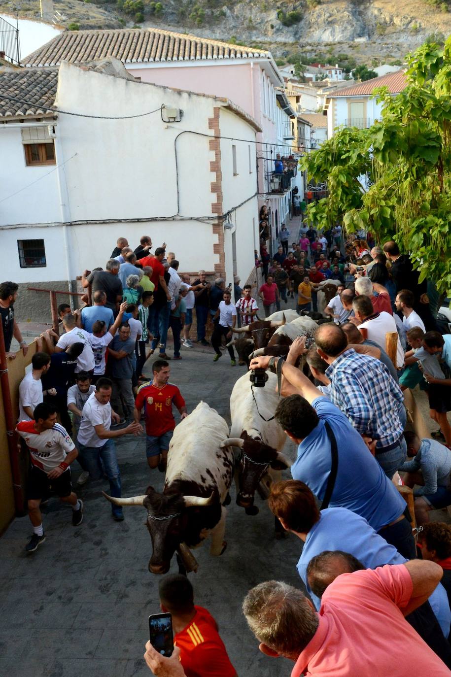 La localidad de Gor ha celebrado el primero de los tres encierros taurinos de las fiestas de San Cayetano. Se han corrido cuatro novillos de la ganadería Astolfi, que esta tarde serán lidiados por los primeros cuatro novilleros que este año aspiran al prestigioso trofeo Almendra de Plata. El encierro ha discurrido con normalidad y no se han tenido que lamentar incidentes de importancia. A juicio de algunos aficionados el paso de los novillos ha sido lento. 