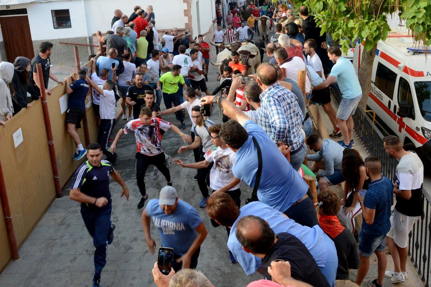 La localidad de Gor ha celebrado el primero de los tres encierros taurinos de las fiestas de San Cayetano. Se han corrido cuatro novillos de la ganadería Astolfi, que esta tarde serán lidiados por los primeros cuatro novilleros que este año aspiran al prestigioso trofeo Almendra de Plata. El encierro ha discurrido con normalidad y no se han tenido que lamentar incidentes de importancia. A juicio de algunos aficionados el paso de los novillos ha sido lento. 
