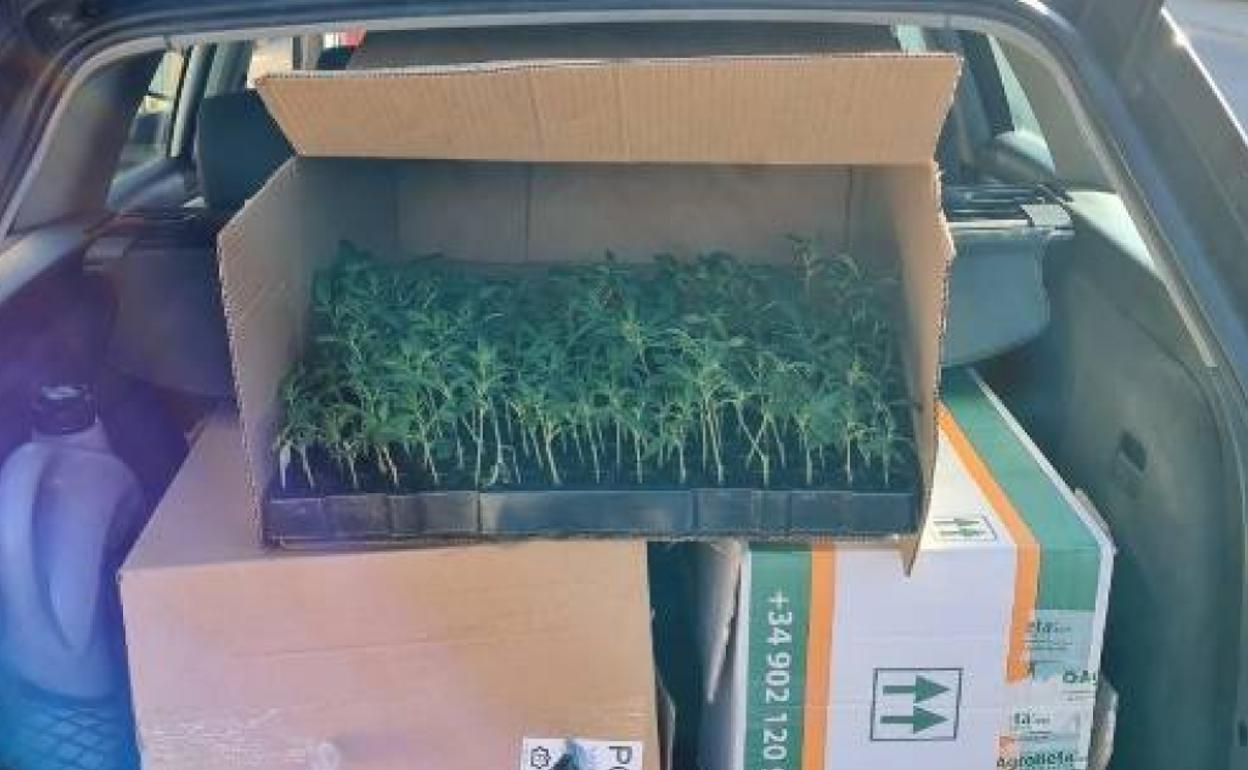 Incautadas 405 plantas de marihuana en un control de movilidad realizado en Huétor Vega