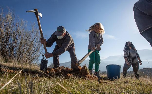Imagen principal - Huétor Vega: «Por cada árbol arrancado plantaremos otros diez más»