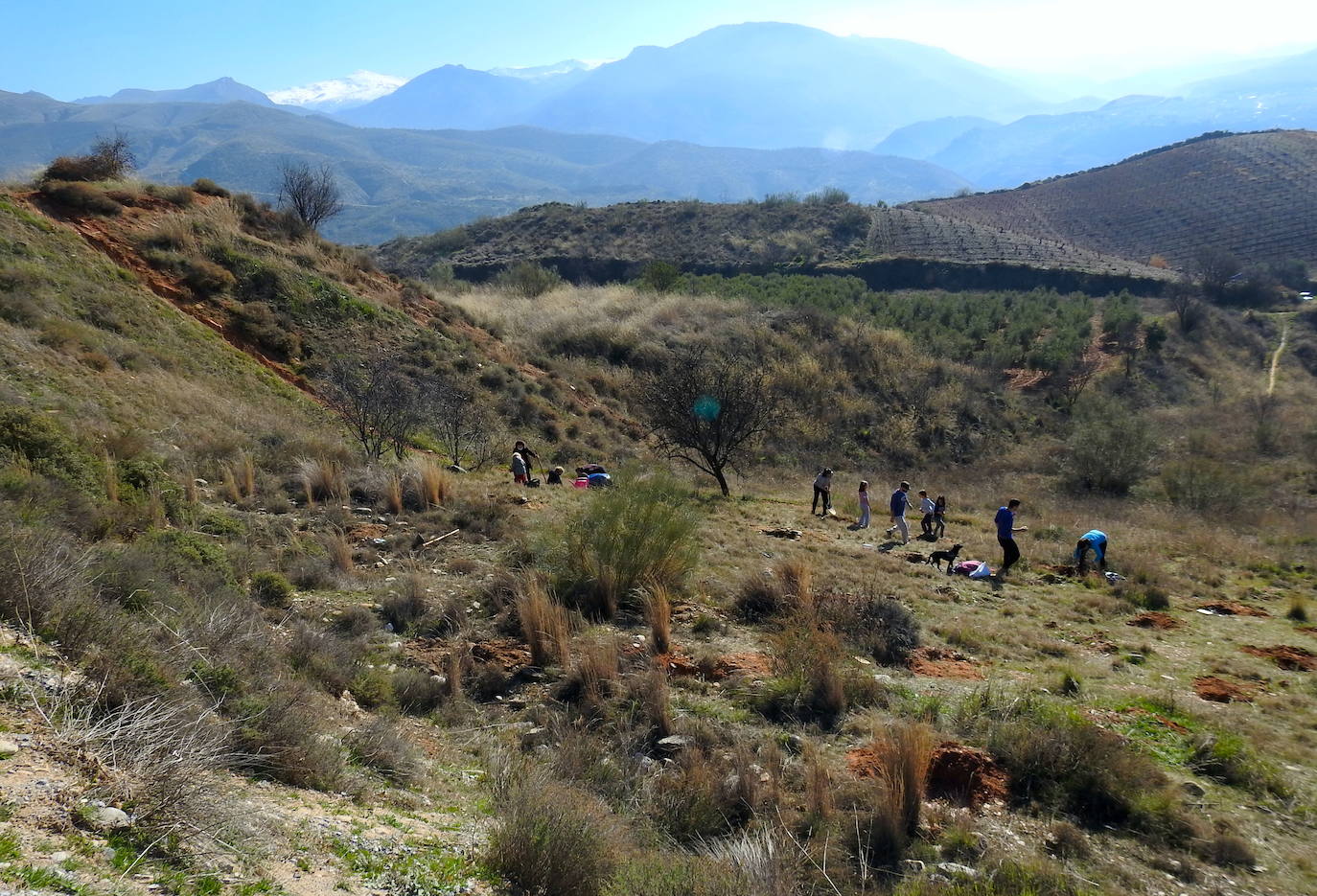 Fotos: Un centenar de personas reforestan el Camino de los Neveros