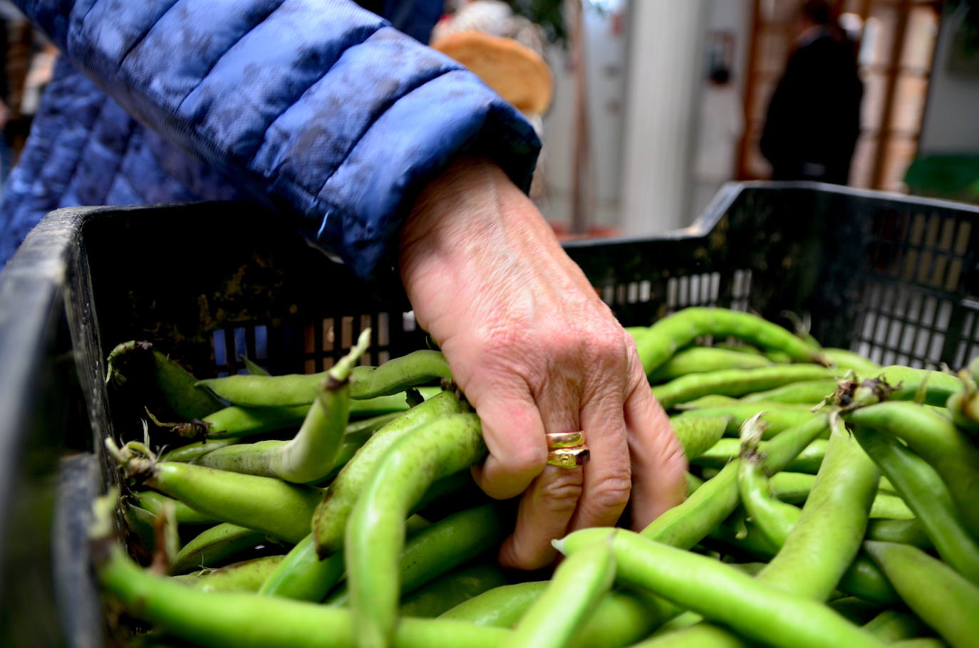 Degustación de habas y saladillas.