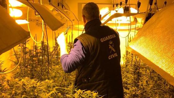 Hallan 330 plantas de marihuana en una vivienda de Huétor Vega
