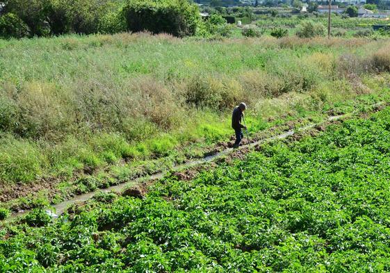 Imagen de la vega de Huétor Vega.
