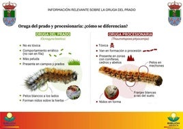 Huétor Vega actúa ante la proliferación de la oruga de los prados