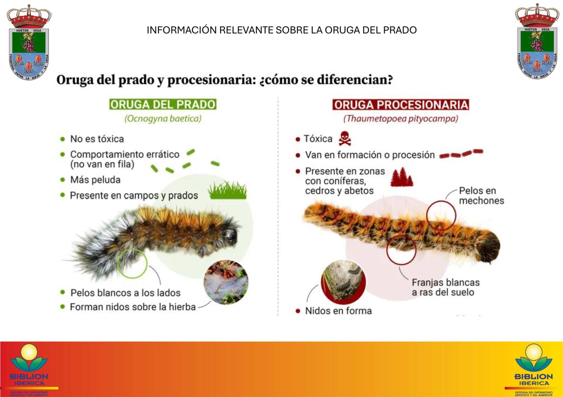 Huétor Vega actúa ante la proliferación de la oruga de los prados