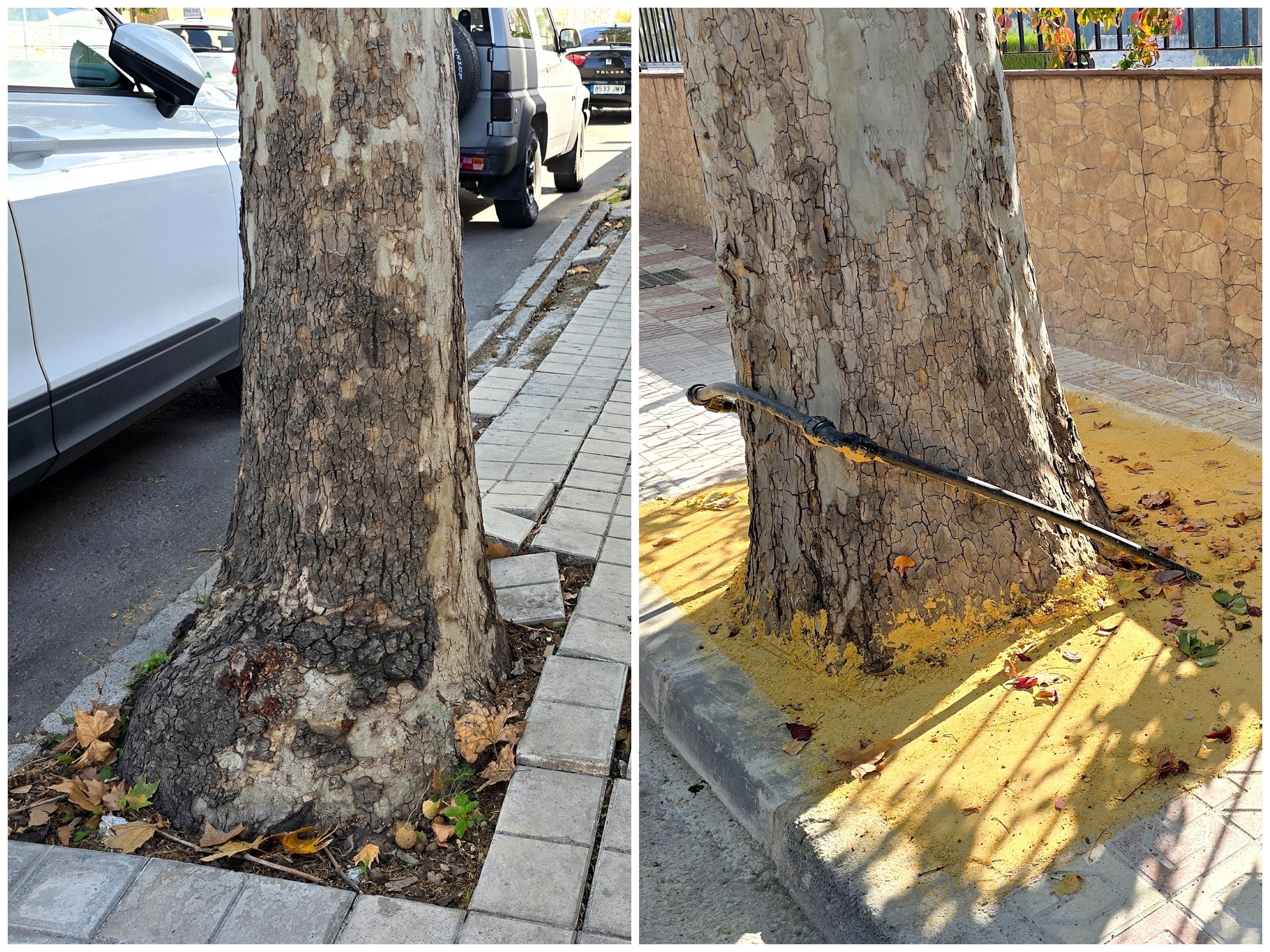 Alcorques, antes y después con albero.
