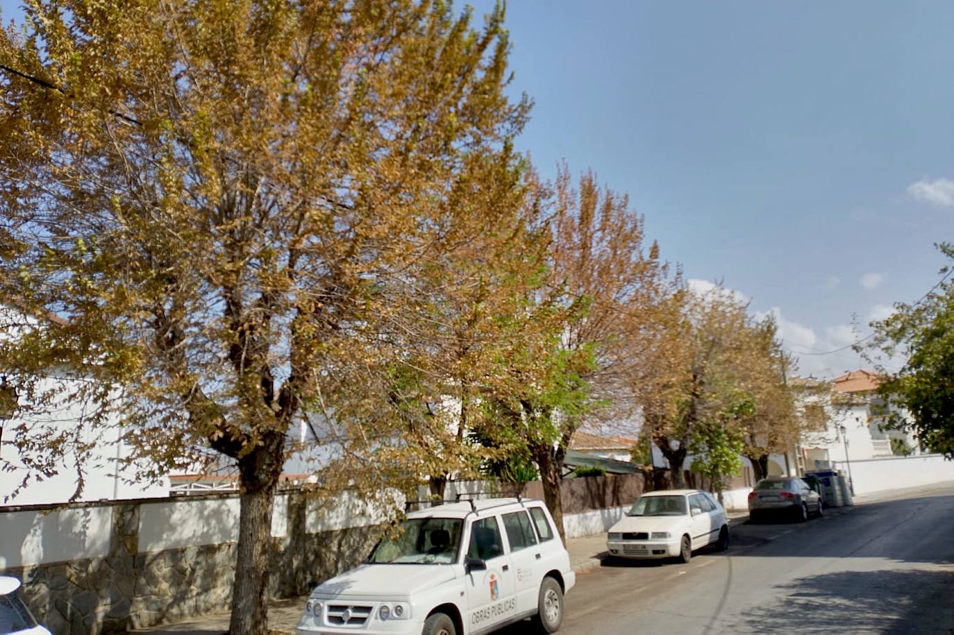 Los árboles de la avenida Genital de La Zubia.