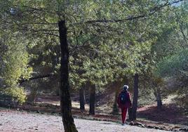 La Zubia propone 'baños de bosque' para desconectar del móvil y meditar