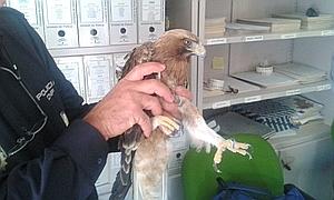 Medio Ambiente rescata en La Zubia un ejemplar herido de águila calzada