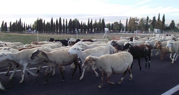 La Zubia se convierte en escaparate agrícola durante este fin de semana