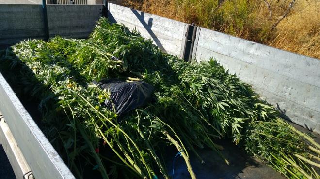 Detenido un hombre por tener 80 plantas de marihuana en su finca de Cumbres Verdes