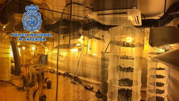 Desmantelan una plantación de cannabis en una vivienda de La Zubia