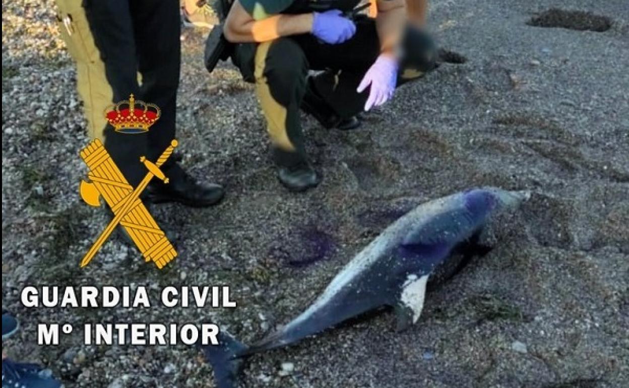 Aparece un delfín varado en una playa de Cuevas del Almanzora