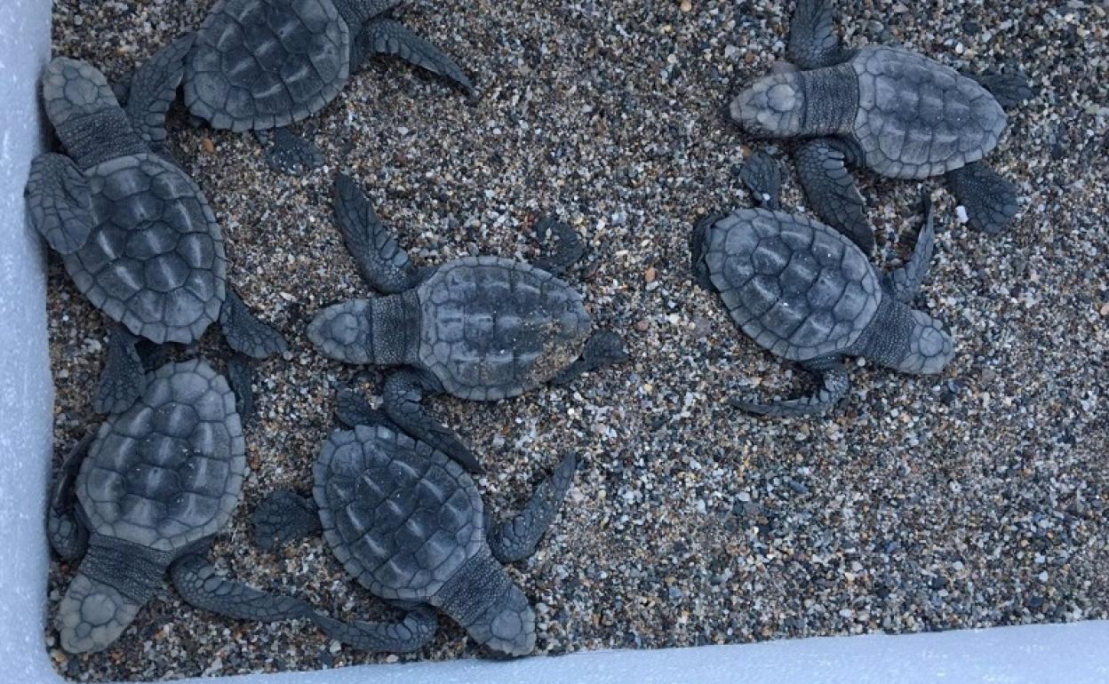 Tortugas bobas nacidas en Mojácar. 