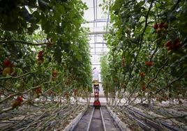 Un grupo de empresarios del campo de Níjar lanzan una lista para dirigir la CUCN