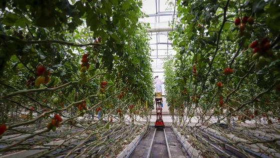 Un grupo de empresarios del campo de Níjar lanzan una lista para dirigir la CUCN