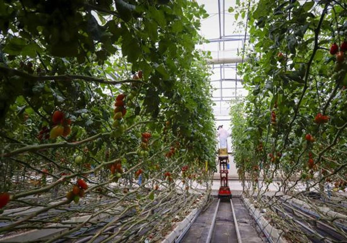 Un grupo de empresarios del campo de Níjar lanzan una lista para dirigir la CUCN