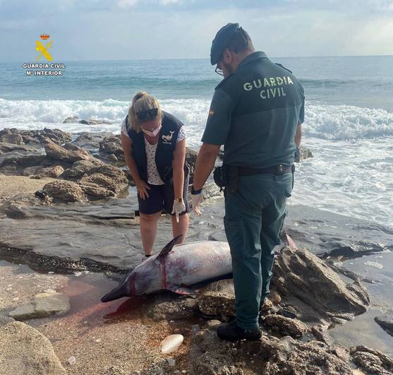 Aparece una hembra de delfín muerta en Garrucha