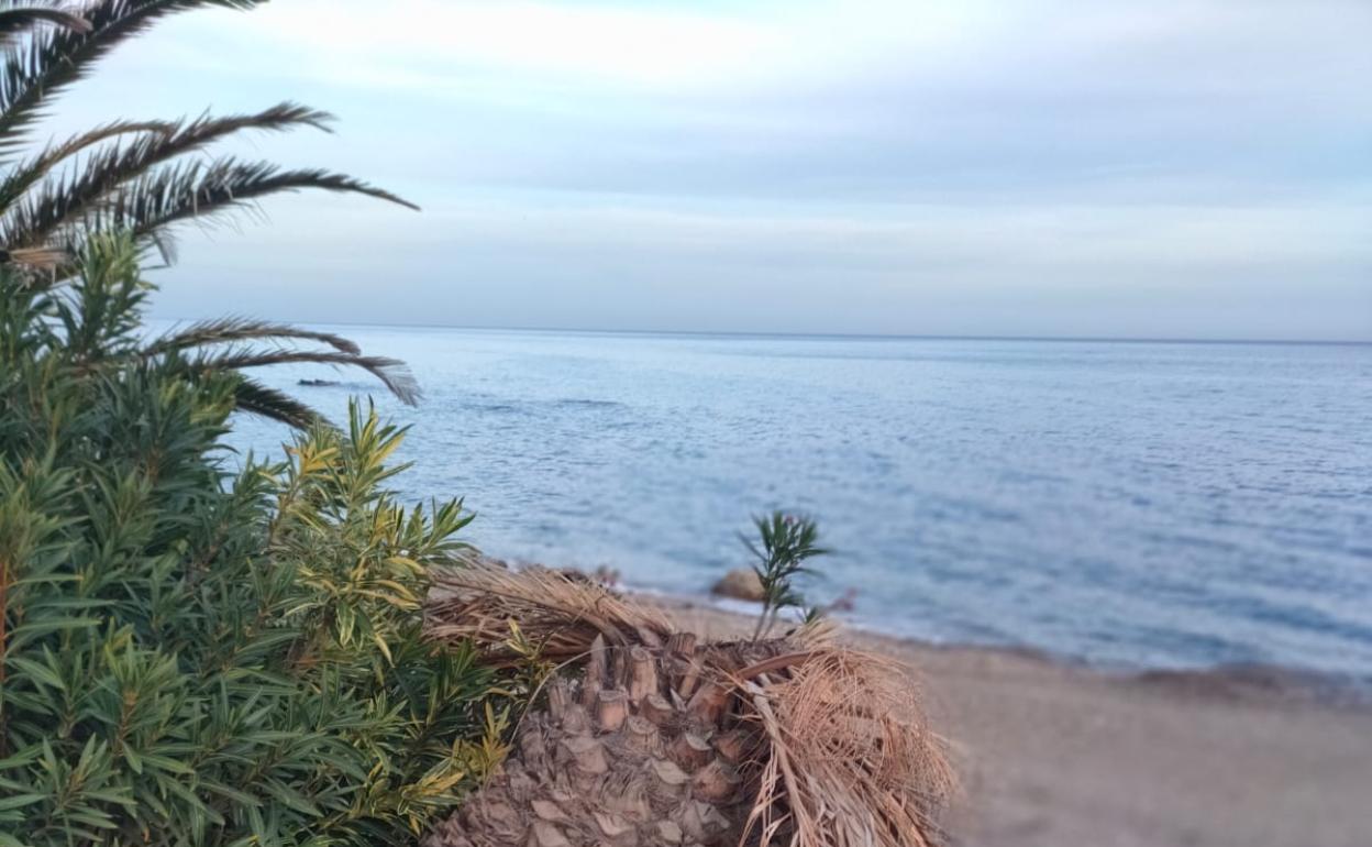 Palmeras deterioradas en el paseo marítimo de Mojácar.