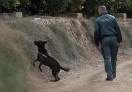 Un perro de la Guardia Civil en labores de búsqueda.