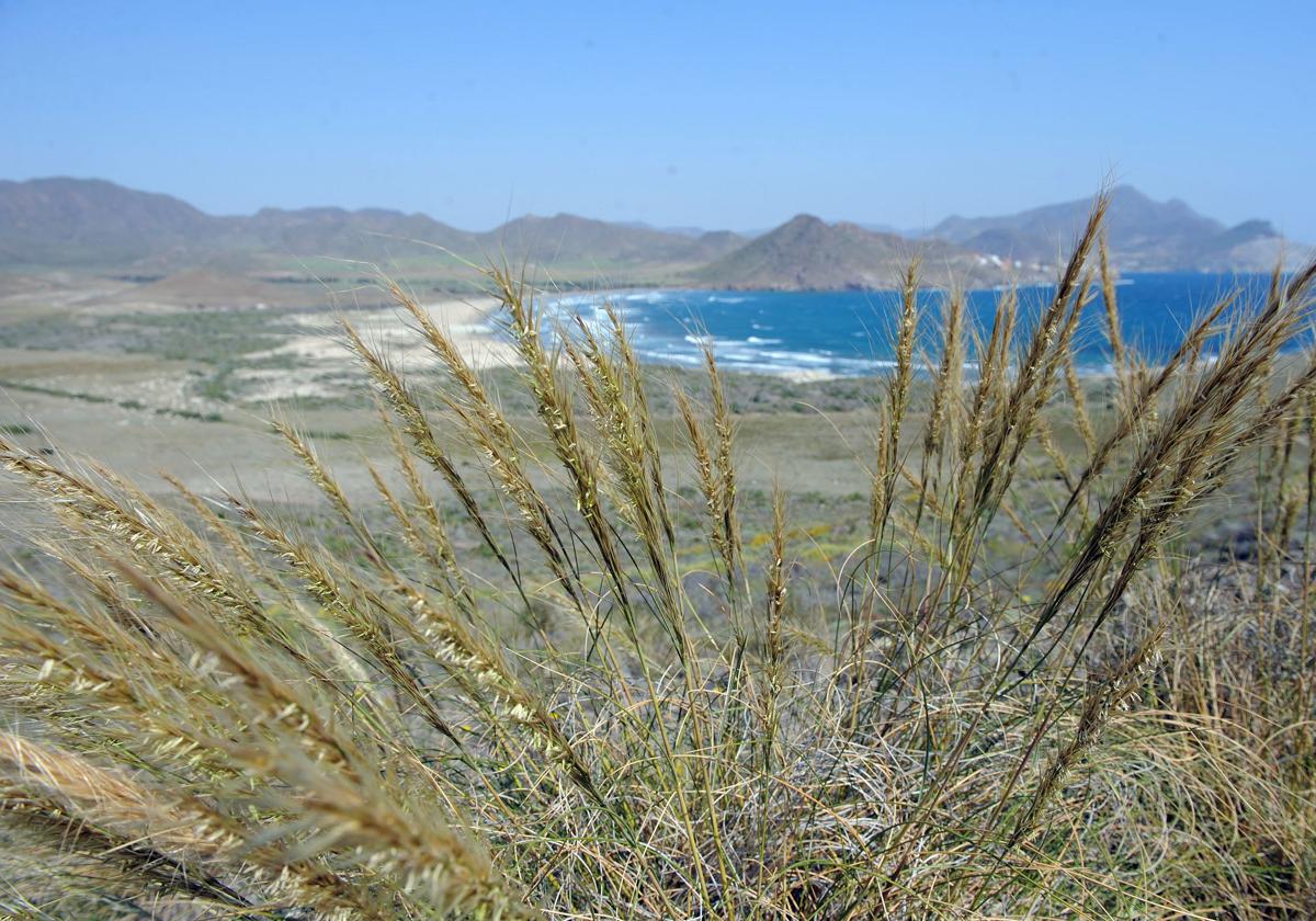 Playa de la bahía de Genoveses.