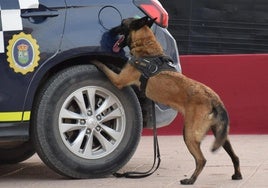 Zeta, pastora malinois de la Unidad Canina de la Policía Local.