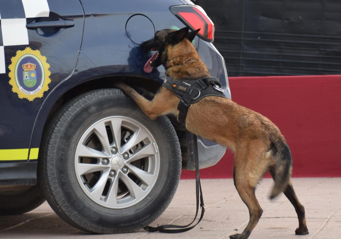 Zeta, pastora malinois de la Unidad Canina de la Policía Local.
