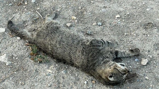 Atropellos, disparos y envenenamientos: denuncian «los brutales ataques» a gatos en Cuevas del Almanzora