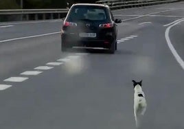 Un perro corre detrás del coche de su dueño que le acaba de abandonar en Mojácar