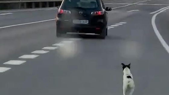 Un perro corre detrás del coche de su dueño que le acaba de abandonar en Mojácar