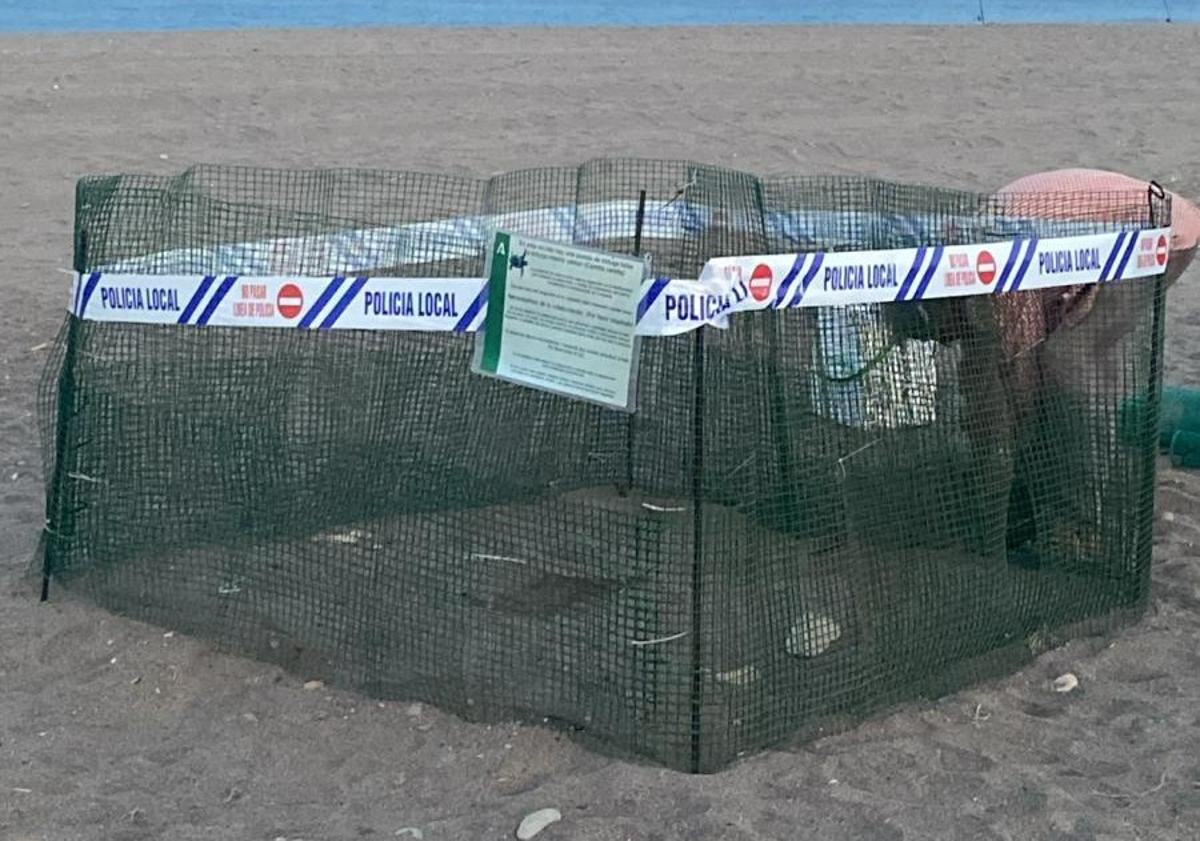 Imagen principal - Traslado de los huevos para asegurar su eclosión en otra playa de Mojácar.