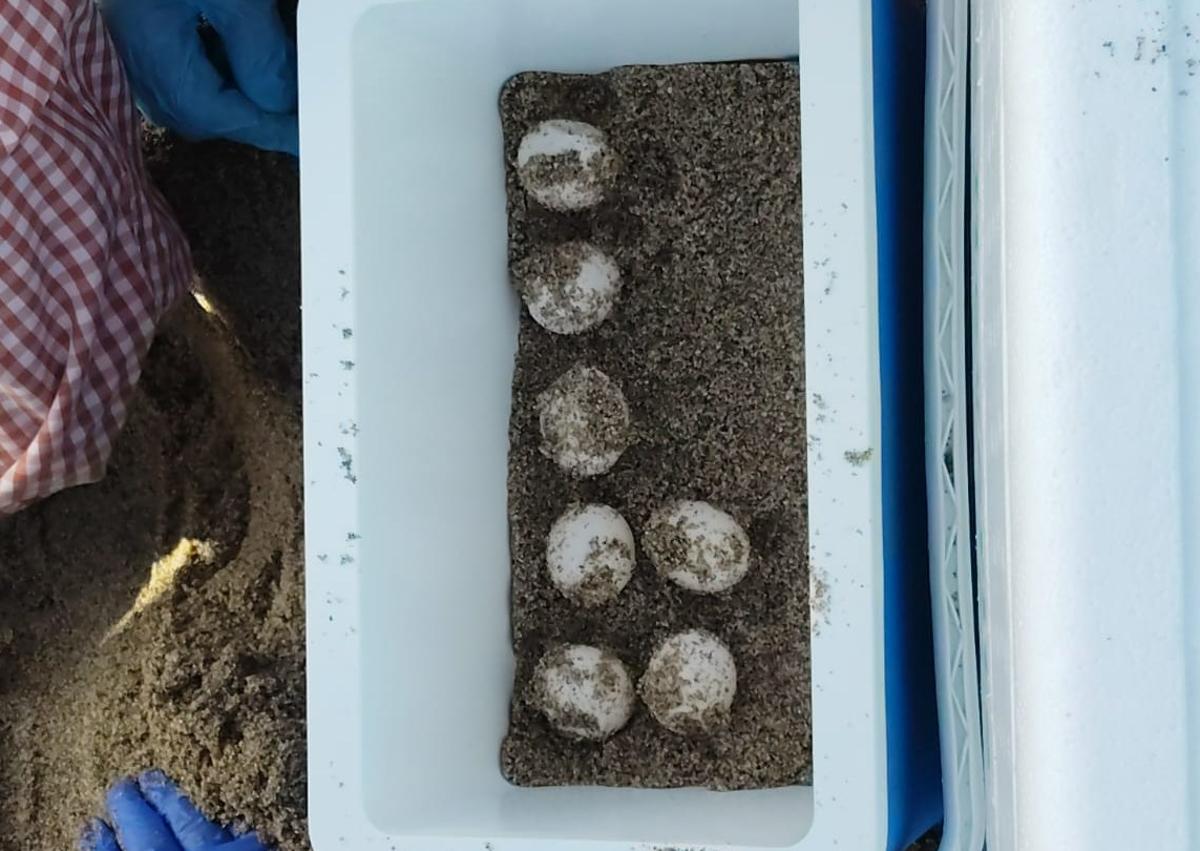 Imagen secundaria 1 - Traslado de los huevos para asegurar su eclosión en otra playa de Mojácar.