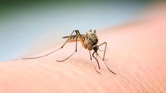 Salud declara alerta por presencia del virus del Nilo occidental en mosquitos en Zurgena